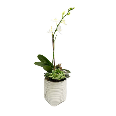 Orchid & Succulents in Small Swirl Pot