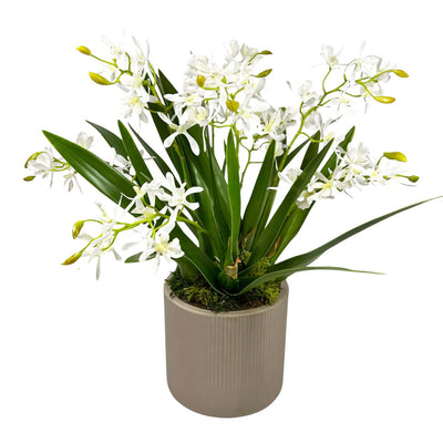 Faux Mini White Cattleya Orchids in Small Planter