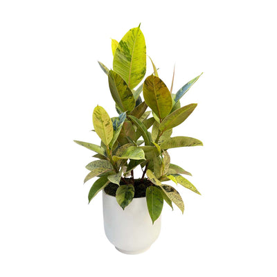 Ficus in Matte White Pot