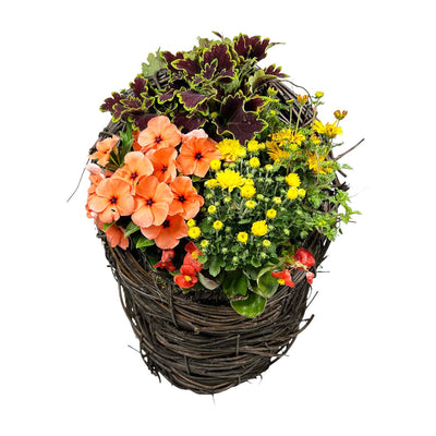 Fall Color in Large Grapevine Basket