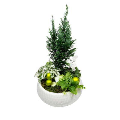 Winter White Small Dish Garden