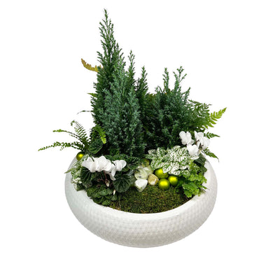 Winter White Dish Garden - Large
