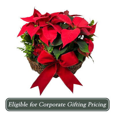 Red Poinsettias in Medium Willow Basket