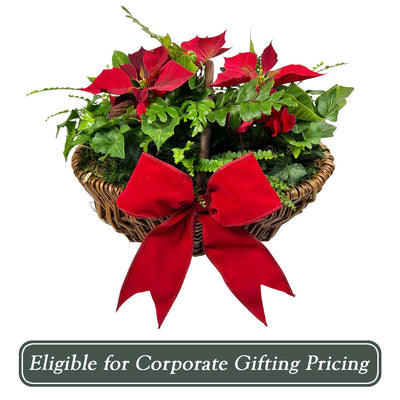 Mini Red Poinsettias in Small Willow Basket