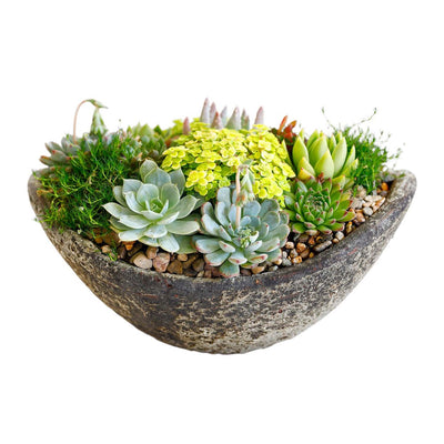 Succulents in Small Volcanic Boat Planter