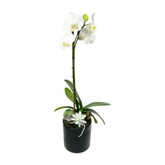 Orchids & Succulents in Small Black Pot