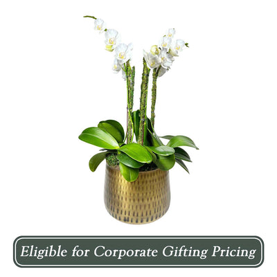 White Orchids in Copper Planter