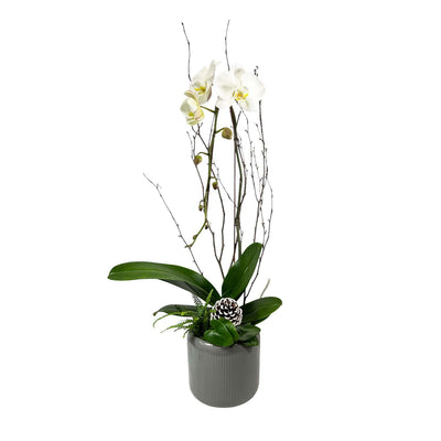 White Orchids in Large Grey Ribbed Pot