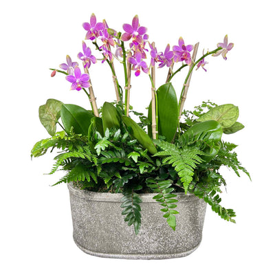Orchids & Greens in Stone Oval Planter