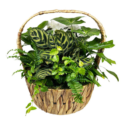 White Azaleas in Small Seagrass Basket