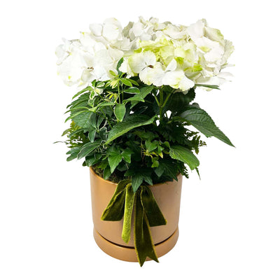 White Hydrangea in Terracotta Cylinder