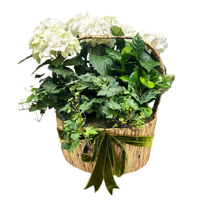 White Hydrangeas in Large Seagrass Basket
