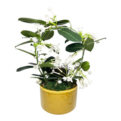 Stephanotis Ring in Antique Yellow Pot