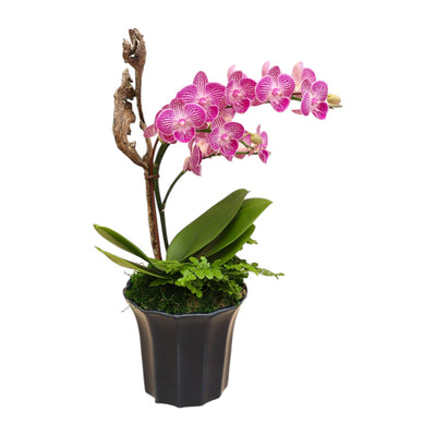 Pink Orchid in Small Blue Fluted Planter