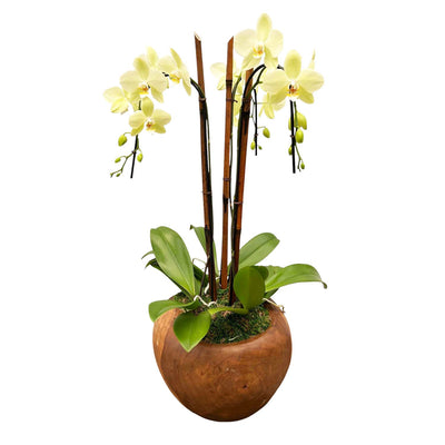Cascading Yellow Phalaenopsis Orchids in Carved Teak