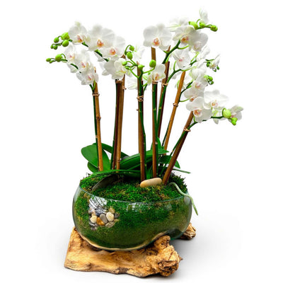 White Orchids in Glass Teak Vase