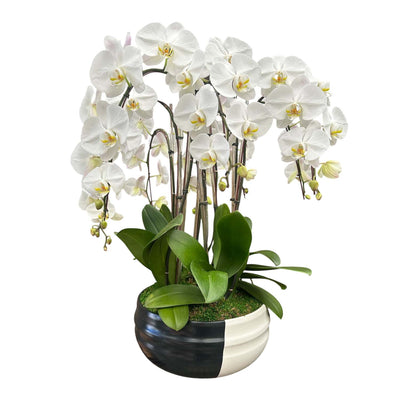 Cascading White Phalaenopsis Orchids in a Black and White Bowl