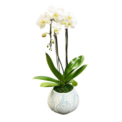 White Orchid in Aqua and White Lattice Pot