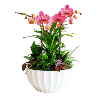 Purple Orchids in White Ribbed Bowl