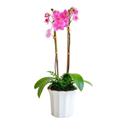 Purple Orchid in Small White Fluted Pot