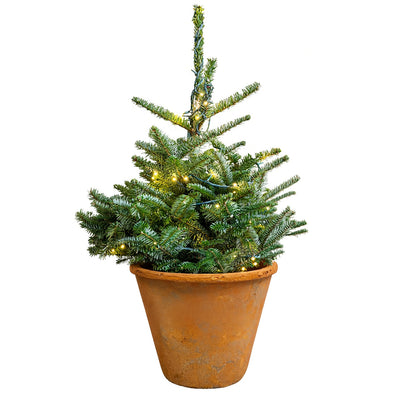 Fresh Cut Petite Tree with Lights