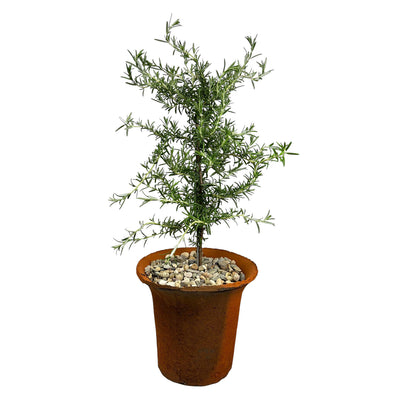 Weeping Rosemary Tree in Aged Clay Pot