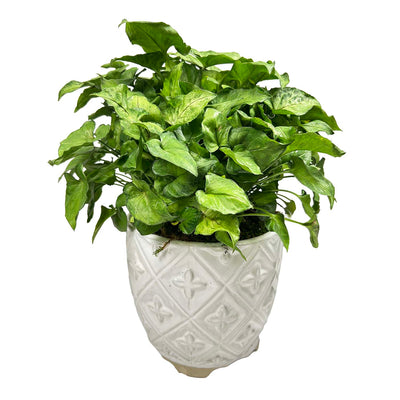 Syngonium in White Diamond Pot Arrangement