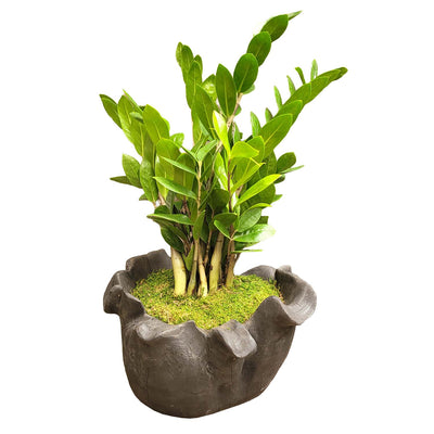 Zamioculcus in Organic Black Teak Bowl