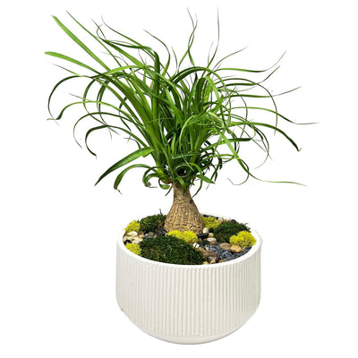 Beaucarnea Zen Garden Arrangement