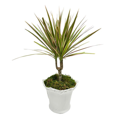 Dracaena Marginata in White Aleah Pot Arrangement