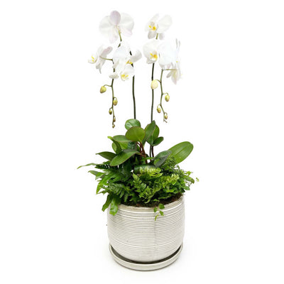 Double Cascdae Orchid in Cream Ceramic Pot Arrangement
