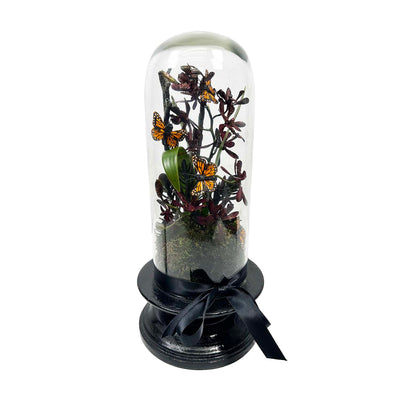 Silk Mini Cattleya in Small Cloche