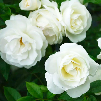 Iceberg - 36" Tree - 15 Gallon