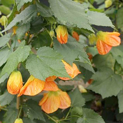 ABUTILON 'VICTOR REITER' - 2 GALLON