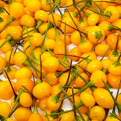 Aji Chaparitar - 4" Pot