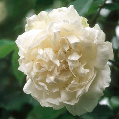 Madame Alfred Carriere - 5 Gallon
