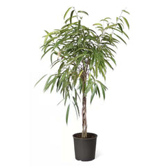 Ficus 'Alii' Standard - 12