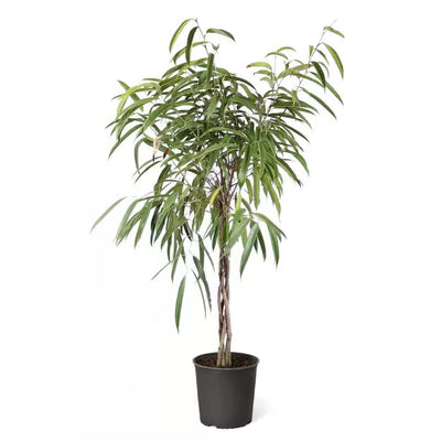 Ficus 'Alii' Standard - 12"