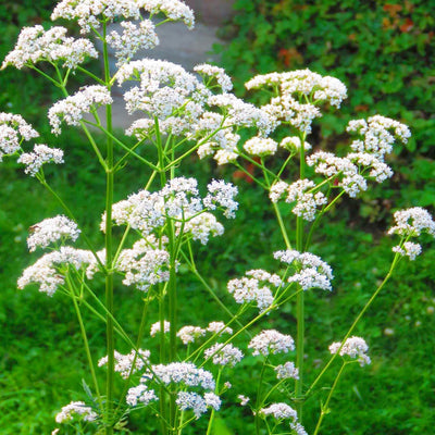 Anise - 4" Pot