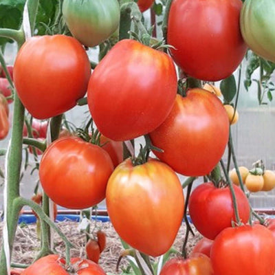 Anthony's Passion Heart - 4" Pot