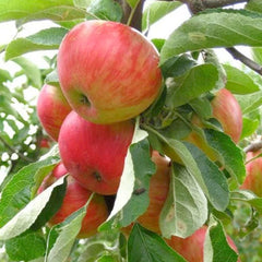 Apple 'Gala' - Semi-Dwarf - #15 Gallon