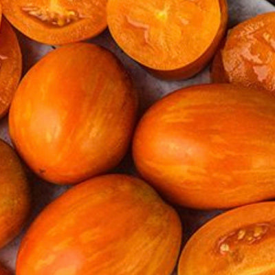 Apricot Zebra - 4" Pot