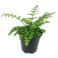 Fern 'Austral Gem' - 4