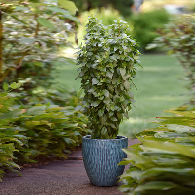 Basil 'Emerald Towers' - 4" Pot