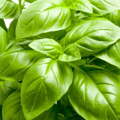 Basil 'Italian Sweet' - 4" Pot