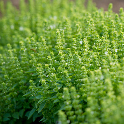 Basil 'Boxwood' - 4" Pot