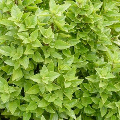 Basil 'Greek Columnar' - 4" Pot