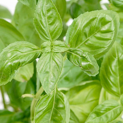 Basil 'Nufar' - 4" Pot
