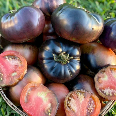 Black Beauty - 4" Pot