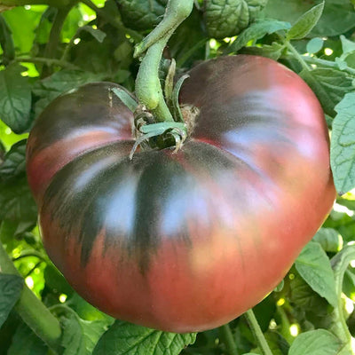 Black Mammoth - 1 Gallon